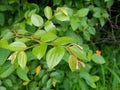 Wild Indian Fruit Ziziphus oenoplia