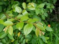 Wild Indian Fruit Ziziphus oenoplia