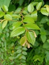 Wild Indian Fruit Ziziphus oenoplia