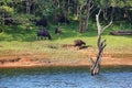 Wild Indian Gaurs or buffalos grazing in Periyar national park, Kerala, South India