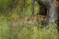 Wild indian male leopard or panther hanging or resting on tree trunk in natural monsoon green background at jhalana forest or Royalty Free Stock Photo