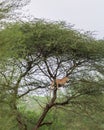 wild indian male leopard or panther or panthera pardus fusca hanging resting on branch of tree in natural monsoon green background Royalty Free Stock Photo