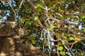 Wild indian male leopard or panther peeping out his face from historic or ancient old big gate wall at ranthambore national park