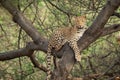 Wild indian male leopard or panther resting on tree trunk or branch with eye contact in natural monsoon green background at forest Royalty Free Stock Photo