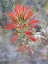 Wild Indian Paintbrush Royalty Free Stock Photo