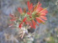 Wild Indian Paintbrush Royalty Free Stock Photo