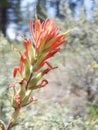 Wild Indian Paintbrush Royalty Free Stock Photo