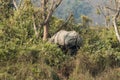 Large Indian rhinoceros Rhinoceros unicornis in Chitwan National Park, Nepal Royalty Free Stock Photo