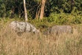 Wild Indian rhinoceros Rhinoceros unicornis in Chitwan National Park, Nepal Royalty Free Stock Photo