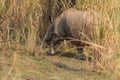 Wild Indian rhinoceros Rhinoceros unicornis in Chitwan National Park, Nepal Royalty Free Stock Photo