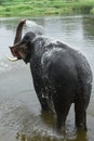 Wild Indian tusker or Asian male elephant bathing