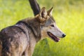 Wild Indian Wolf in Jungle