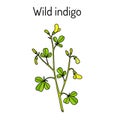 Wild-indigo Baptisia tinctoria , medicinal plant