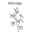 Wild-indigo Baptisia tinctoria , medicinal plant