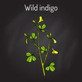 Wild-indigo Baptisia tinctoria , medicinal plant