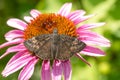 Wild Indigo Duskywing Butterfly - Erynnis baptisiae