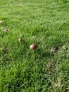 Wild inedible mashrooms grown up in the lawn