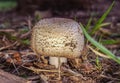 Wild inedible mushroom from the family agaricus augustus, found in forests and urban squares