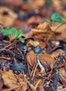 Wild inedible mushrooms surrounded by grass