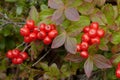 Wild inedible red berries Royalty Free Stock Photo