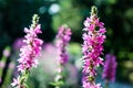 Wild inflorescence of blooming Lythrum salicaria flower.