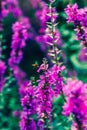 Wild inflorescence of blooming Lythrum salicaria flower.