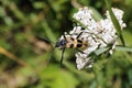 Pachyta quadrimaculata, Cerambycidae