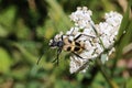 Pachyta quadrimaculata, Cerambycidae