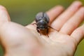 Wild insects Coleoptera in the hands of men