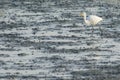 Intermediate Egret walking on a mudflat