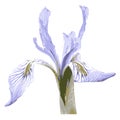 Wild Iris 1 Royalty Free Stock Photo