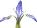 Wild Iris 2 Royalty Free Stock Photo