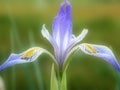 Wild Iris Royalty Free Stock Photo