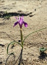 Wild iris bloom