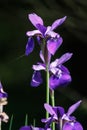 Wild Iris Blooming