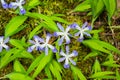 Wild iris blossom on forest floor. Royalty Free Stock Photo