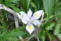 Wild Iris White, yellow and purple flower with insect