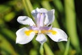 Lovely delicate Wild Iris flower Royalty Free Stock Photo