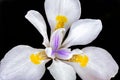 Wild iris, Dietes iridioides, African iris, fortnight lily or morea iris