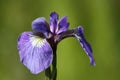 Wild Iris Flower in Alaska
