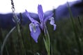 Wild Iris flower in bloom Royalty Free Stock Photo