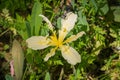 Wild Iris flower blooming in Stebbins Cold Canyon, Napa Valley, California
