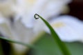 Wild Iris Water Drop Royalty Free Stock Photo