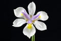 Wild Iris flower isolated