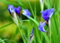 Wild iris flowers Royalty Free Stock Photo
