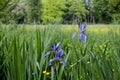 Wild iris flowers Royalty Free Stock Photo