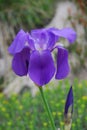 Wild iris, Croatia