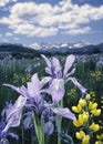 Wild Iris H1 Royalty Free Stock Photo