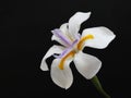 Wild Iris Japanese Iris closeup with black background Royalty Free Stock Photo