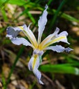 Wild Iris Royalty Free Stock Photo